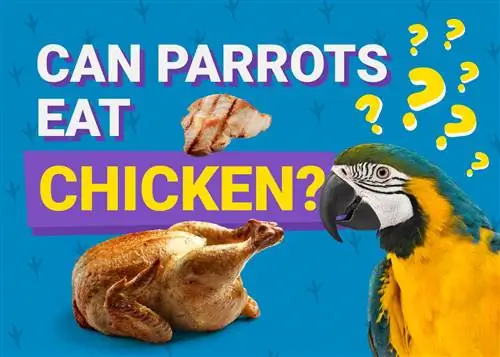 Kan papegaaie hoender eet? Wat jy moet weet