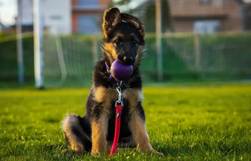 15 wichtige Hilfsmittel für den Deutschen Schäferhund: Vom Tierarzt anerkannter Leitfaden