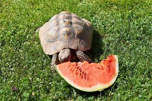 هل تستطيع السلاحف أكل البطيخ؟ ما تحتاج إلى معرفته