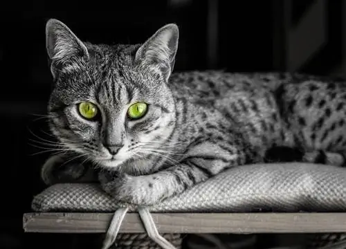 7 Egyptian Cat Breeds na Magugustuhan Mo (May Mga Larawan)