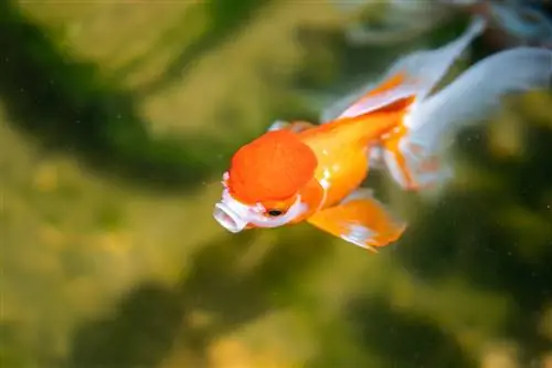 6 dobrých důvodů, proč používat gelové krmivo pro zlaté rybky: fakta & FAQ