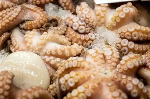 Vai suņi var ēst astoņkājus? Veterinārārsta apstiprināta uztura informācija & Riski