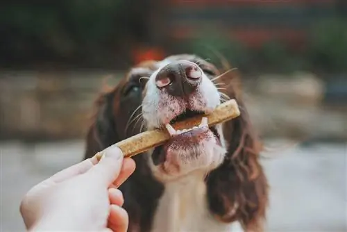 10 beste kalmerende traktaties voor honden bij PetSmart in 2023: Beoordelingen & Topkeuzes