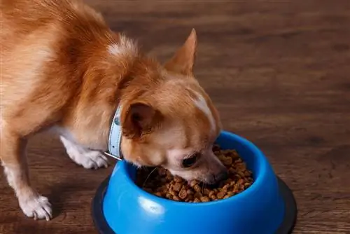 11 beste ingeblikte & Natte hondenvoeding voor chihuahua's in 2023 – Recensies & Topkeuzes