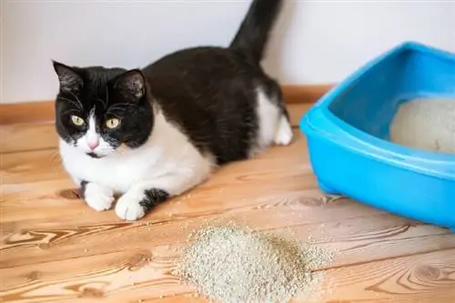 แมวแก่ของฉันไม่ได้ใช้กระบะทราย เกิดอะไรขึ้น? 8 เหตุผลที่เป็นไปได้
