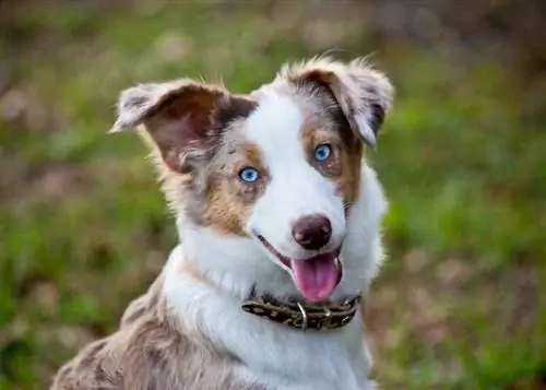 10 wichtige Vorräte für den Australian Shepherd für den Einstieg