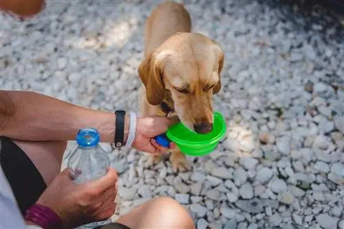 Hoeveel water het 'n hond nodig? Die veearts het feite nagegaan & algemene vrae