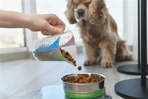 Quant pesa una tassa de menjar per a gossos? Guia aprovada pel veterinari