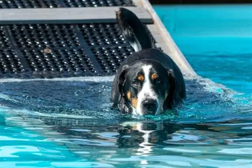 Els gossos poden beure aigua de la piscina? Perills del clor & Aigua salada