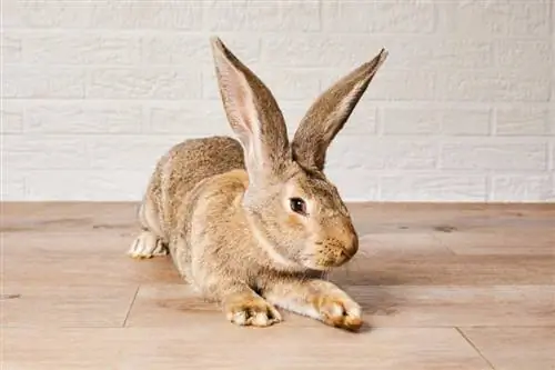 ¿Cuánto cuesta un conejo gigante flamenco? (Guía de Precios 2023)