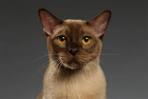 10 fascinerende feiten over de oren van uw kat (u wist het nooit)