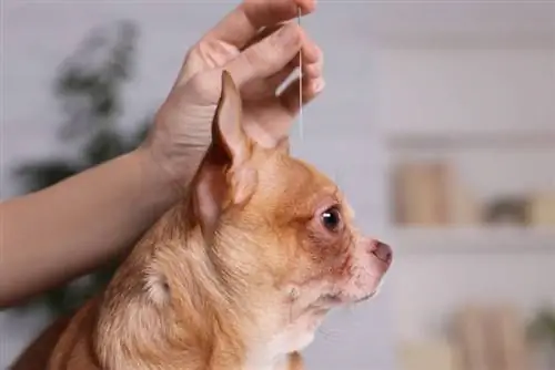 7 holistických ošetrení psov: možnosti schválené veterinárom & Poradenstvo