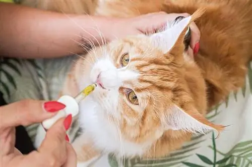 5 kokonaisv altaista hoitoa kissoille: Eläinlääkärin hyväksymät vaihtoehdot & Neuvoja