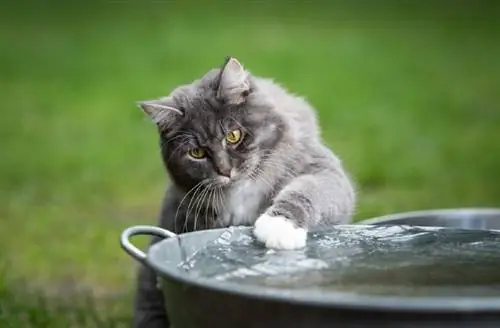 Արդյո՞ք Maine Coon կատուները սիրում են ջուր: Փաստեր & ՀՏՀ