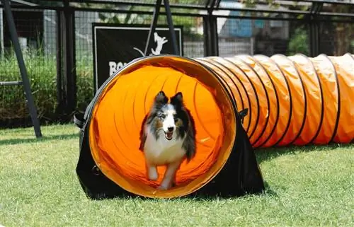 Өнөөдөр та өөрийн гараар хийж болох нохойн тоглоомын талбайн 6 төлөвлөгөө (зурагтай)