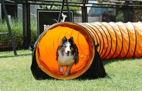 6 DIY Dog Playground Plans ที่คุณทำได้วันนี้ (พร้อมรูปภาพ)