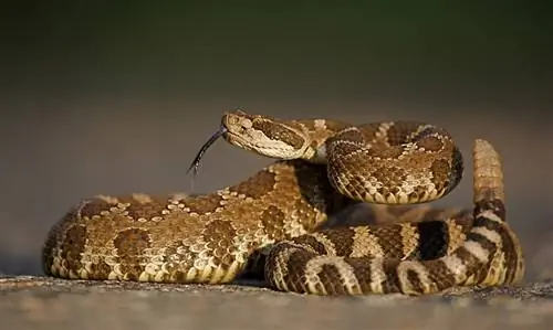 Teksase rastos 33 gyvatės (su nuotraukomis)