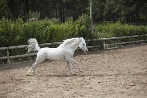 Quanti anni dovrebbe avere un cavallo prima di s altare?