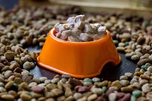 ¿Puede echarse a perder la comida para perros? Datos aprobados por veterinarios & Consejos para conservarlo