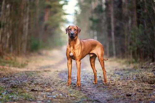 Για ποιο λόγο εκτρέφονταν τα Rhodesian Ridgebacks; Γεγονότα & Ιστορία