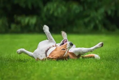Waarom rollen honden in het gras? 10 redenen & Hoe het te helpen