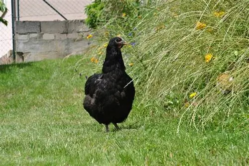 Jersey Giant Chicken: činjenice, upotreba, porijeklo & Karakteristike