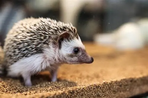 Paano Mag-litter Train ng Hedgehog: 4 Simple Steps
