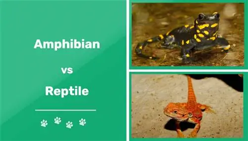 Amfibier vs reptiler: visuella skillnader & Översikt