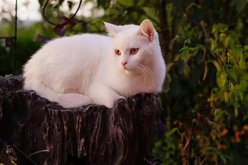 100 witte kattennamen: opties voor schone snit voor uw kat