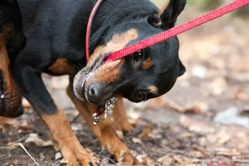 Hoe om te keer dat jou hond aan die leiband byt (4 doeltreffende wenke)