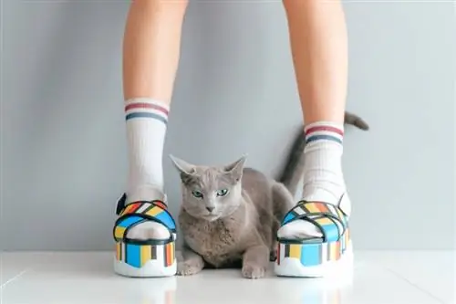 170+ japonských mien mačiek: Exotické možnosti pre vašu mačku