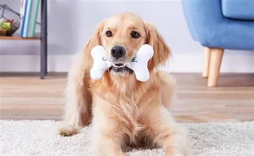 7 Mainan Tumbuh Gigi dan Mainan Kunyah Terbaik untuk Anak Anjing pada 2023 – Ulasan & Pilihan Teratas