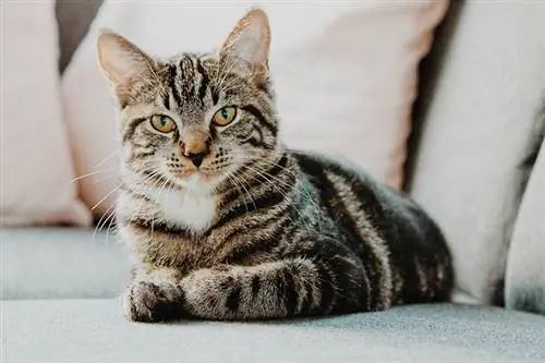 Mengapa Kucing Begitu Penasaran? Perilaku Kucing Dijelaskan