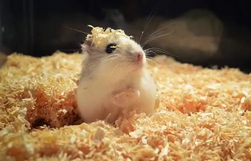 2023-cü ildə burrowing üçün 10 ən yaxşı hamster yataq dəsti: rəylər & Ən yaxşı seçimlər