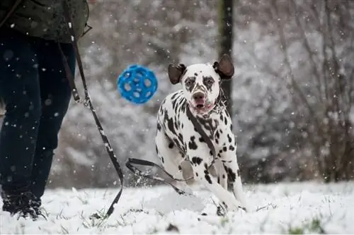 8 nuostabus šunų žiemos sportas & veikla, kurią verta išbandyti (2023 m. vadovas)