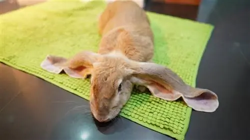 Koľko stoja zajačiky v PetSmart? Prevencia chorôb králikov