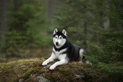 10 datos interesantes del husky siberiano: comprensión de la raza