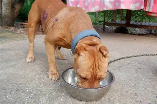 11 Melhores Alimentos para Filhotes de Pit Bull em 2023 – Avaliações & Principais Escolhas