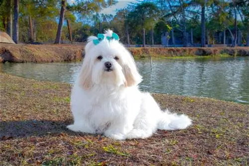 11 Shampo Terbaik untuk Anjing Putih di 2023 – Ulasan & Pilihan Teratas