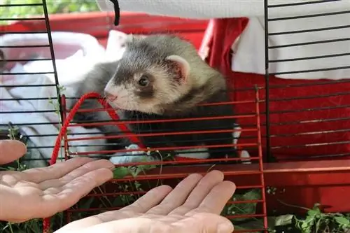 8 DIY Ferret Cage Plans (พร้อมคำแนะนำ)