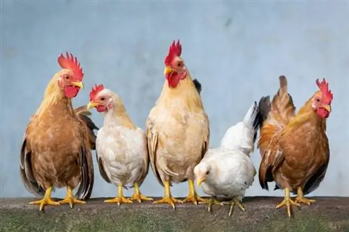 25 couleurs de poulet : une liste complète (avec images)