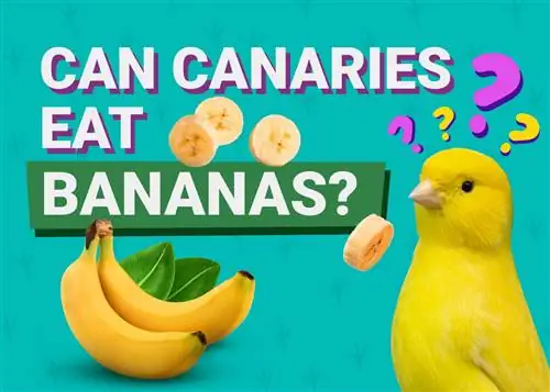 Kan Kanarifugler spise bananer? Veterinær vurderte fakta & FAQ
