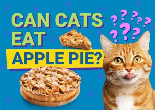 Ali lahko mačke jedo jabolčno pito? Veterinarno pregledana dejstva o hranilni vrednosti