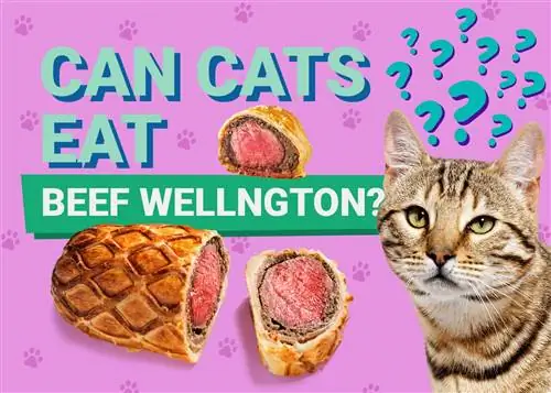 Kan katter spise Beef Wellington? Veterinær vurderte fakta & FAQ
