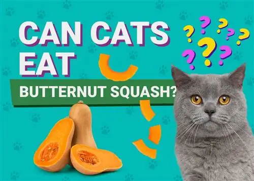 Mohou kočky jíst máslovou dýni? Fakta o výživě zkontrolovaná veterinárním lékařem & Časté dotazy