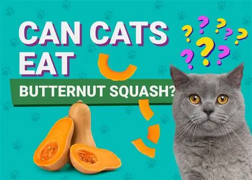 I gatti possono mangiare la zucca? Fatti nutrizionali esaminati dal veterinario & Domande frequenti