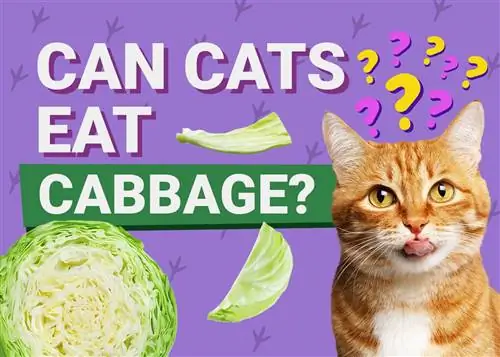 Mogu li mačke jesti kupus? Činjenice o sirovom, kuhanom, crvenom & s recenzijom od strane veterinara