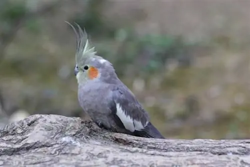 Yuav Ua Li Cas Saib Xyuas Menyuam Yaus Cockatiels: 18 Tus Kws Qhia Txog & Phau Ntawv Qhia Txog Kev Kho Mob