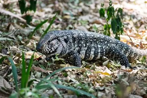 ছবি