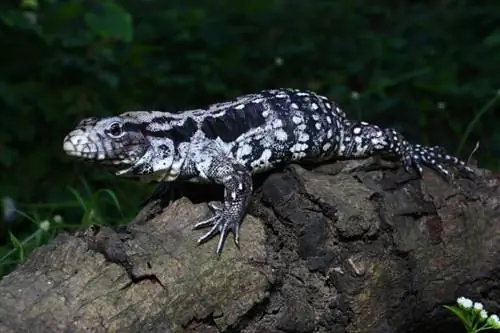 Tegu argentino in bianco e nero: informazioni, immagini & Guida alla cura per principianti